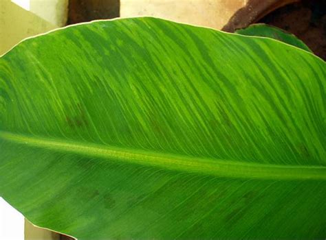 Online Plant Clinic
