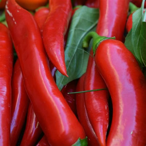 Chilli Pepper Cayenne – Red Hot and Full of Flavour