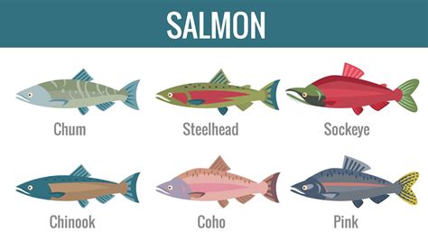The 6 Types of Salmon: All You Need to Know - Fishmasters.com