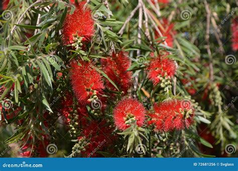Callistemon Citrinus Curtis Skeels, Common Name Of Brush Tree Or Red Broom, Is A Shrub Of The ...