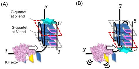 Design and Properties of Ligand-Conjugated Guanine Oligonucleotides for ...