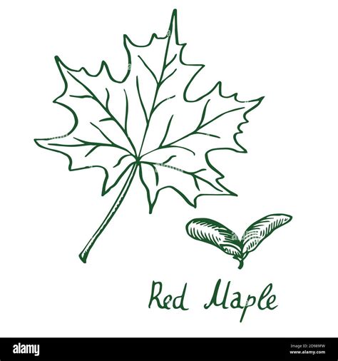 Maple Leaf Drawing