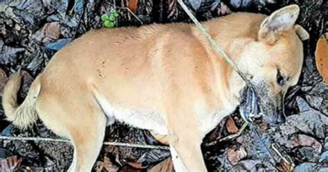 Kerala: Dog Dies Of Electrocution From A Broken Line Moments After ...