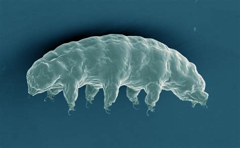 Newly-Discovered Mechanism Explains How Tardigrades Survive Extreme ...