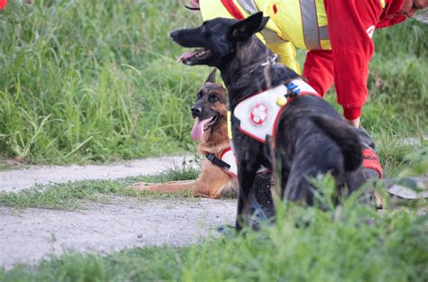 Rettungshundestaffel | Samariterbund Alkoven