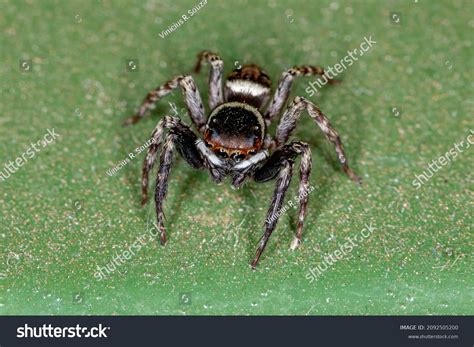 Adult Male Adanson House Jumping Spider Stock Photo 2092505200 ...