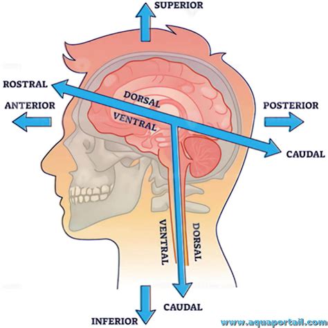 Nageoire caudale : définition et explications