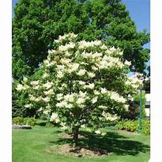 lilac tree 5 japanese lilac tree seeds syringa amurensis japonica lilac tree 5 japanese lilac tree seeds syringa amurensis japonica