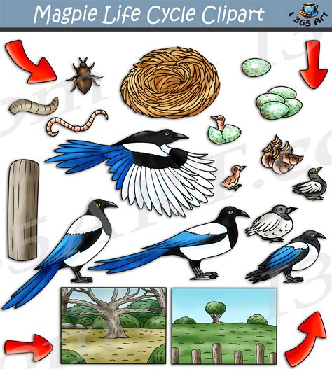Life Cycle Of A Crow