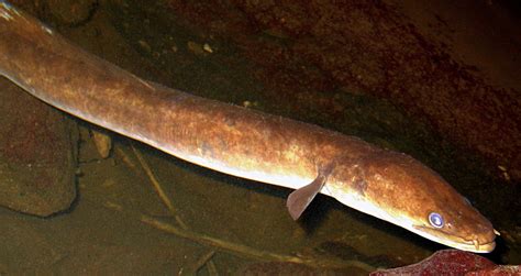 Freshwater Eel Oceanic Spawning Ecology Of Freshwater Eels In The