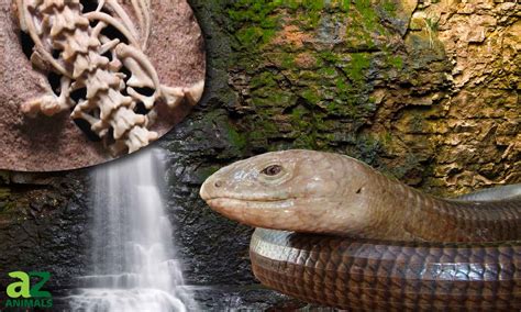 Snake With Vestigial Legs