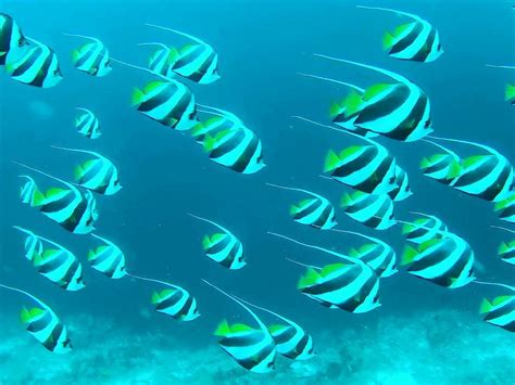 CORAL SEA DIVE CEBU (2026) All You Need to Know BEFORE You Go (with ...