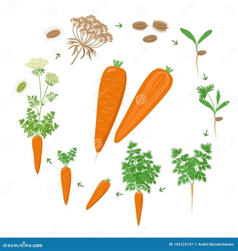 Carrot Life Cycle Stages at Phyllis Bolick blog