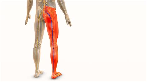 Understanding What’s Behind Sciatica and Lower Leg Pain - Wellness and Pain