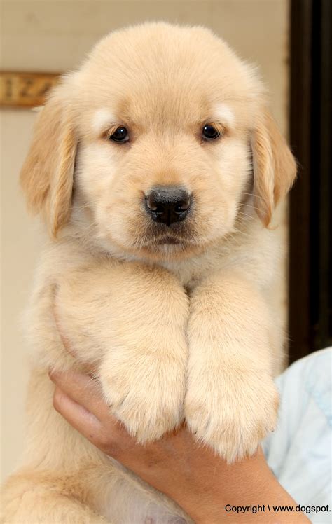 Golden Retriver Dog Photos | DogSpot | Cute baby dogs, Puppies, Cute ...