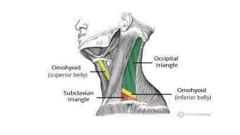 Posterior triangle of neck | PPTX