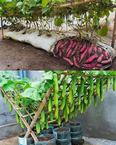 Vegetable Gardening: Plants Growing in Pots