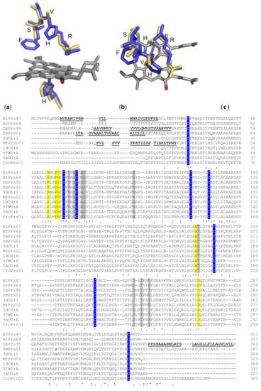 IJMS | Special Issue : Plant Cell Wall Proteins and Development