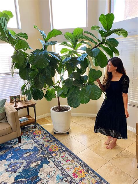 How To Take Care Of A Fiddle Leaf Fig Tree – CITYWOMEN BLOG