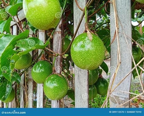 Passiflora Edulis or Passion Fruit Plants Stock Photo - Image of exotic ...
