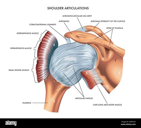 Articular Capsule