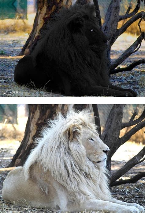 ShukerNature: EXPOSING YET ANOTHER FAKE BLACK LION PHOTOGRAPH