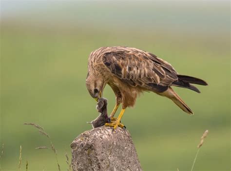 Nature Birds 的图像结果