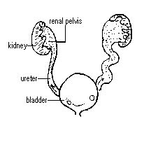 Antenatal Counseling | Antenatal Planning | Kidney Diseases - Pediatric ...