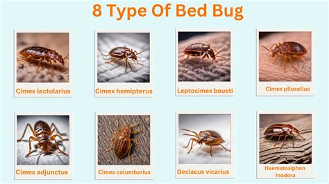 8 Type Of Bed Bug Bites: Identification Chart with Picture