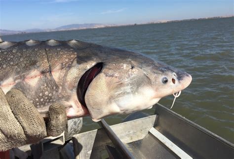 Fish and Game Commission Approves White Sturgeon as a Candidate Species ...