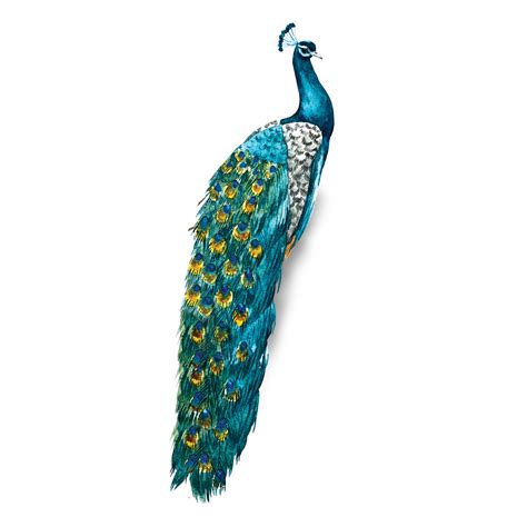 Beautiful peacock in different colors 23982670 PNG