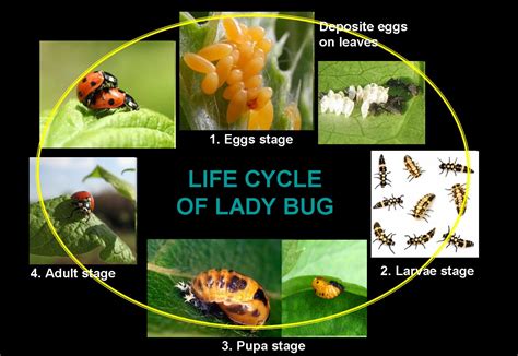 Stages Of A Ladybug Life Cycle