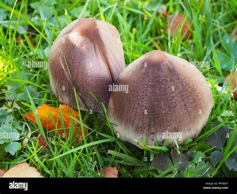 Panaeolina foenisecii -Fotos und -Bildmaterial in hoher Auflösung – Alamy