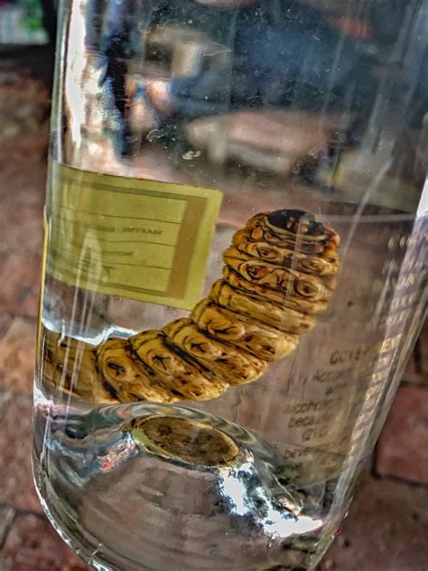 Tequila Bottle With Worm