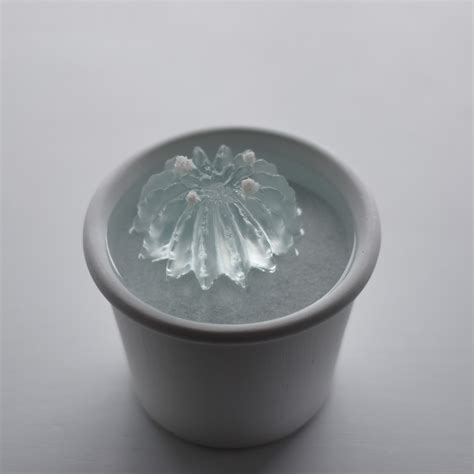 water cactus 金盛丸 | Sabotensi