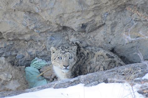 Snow Leopard Hunting Prey