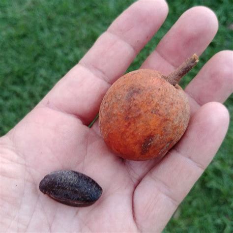 Abiurana: The Rare Tropical Delight (Chrysophyllum prieurii ...