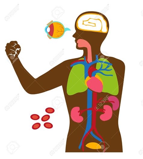 Human Organs Clipart at GetDrawings | Free download