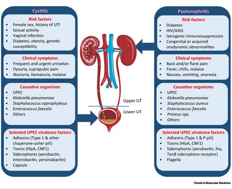 Frequent urination antibiotics: Urinary tract infection (UTI) – Diagnosis and treatment
