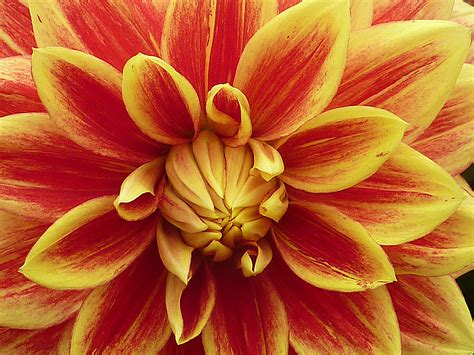 Free Images : flower, petal, summer, red, yellow, flora, close up ...