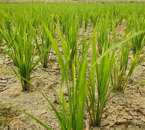 THE RAPPA (Hassan, Karnataka) - Hotel Reviews & Photos - Tripadvisor