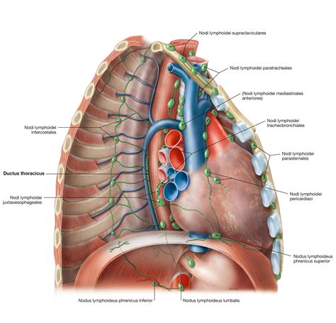 Organs of the thoracic cavity - Clinical Tree