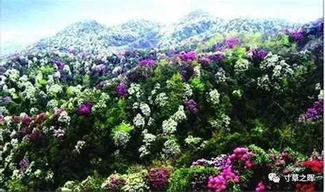 高山花卉-绿宝园林网
