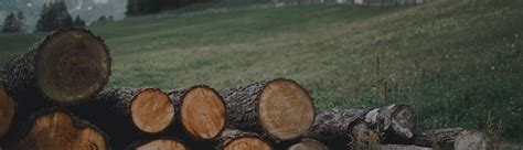 Image result for Small Excavator Logging