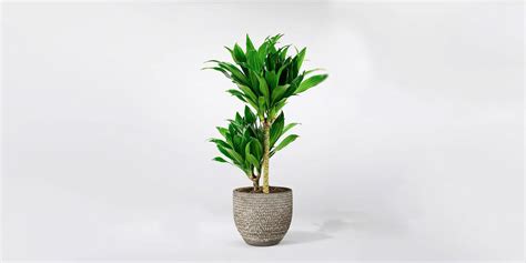 Dracaena: Complete Care and Growing Guide | Plantcarefully