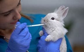 Image result for Baby Rabbit Age Chart