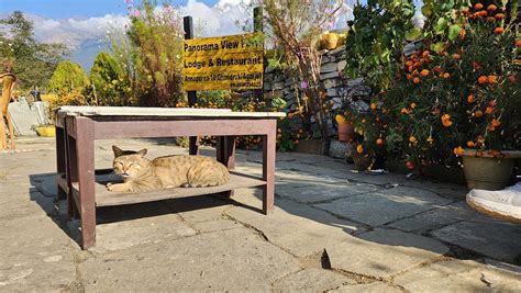 PANORAMA VIEW POINT LODGE & RESTAURANT (Ghandruk) - Lodge Reviews ...