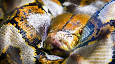 Image result for Python Snake Kills
