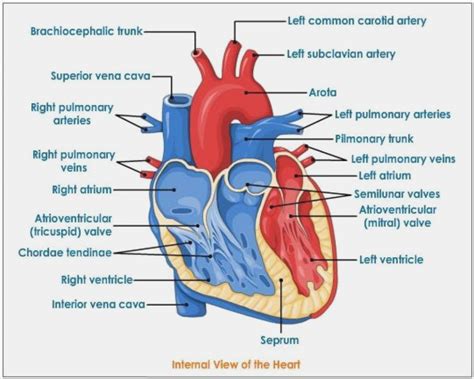 Image result for Heart Rate Sensor Raspberry Pi