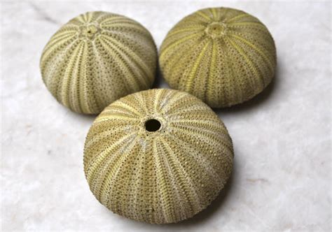Green Sea Urchins Salmacis Sphaeroides (3 urchins approx. 2+ inches ...